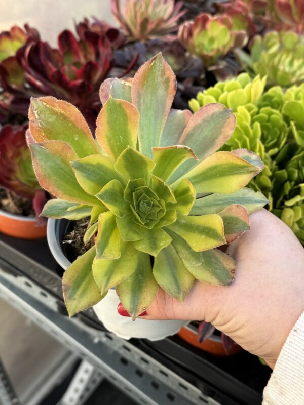 AEONIUM GREEN LEMON