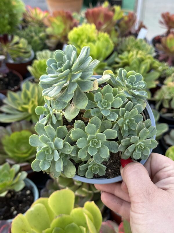 AEONIUM CASTELLO PAVAE