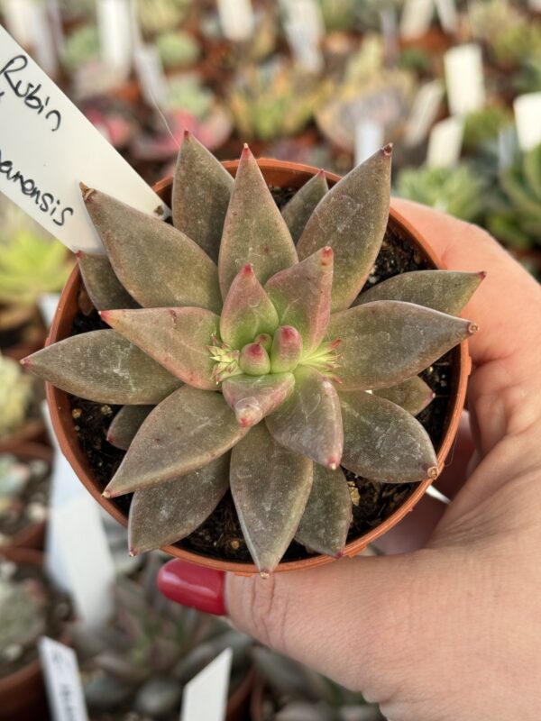 ECHEVERIA AGAVOIDES ROMEO RUBIN X ECHEVERIA TOLIMANENSIS