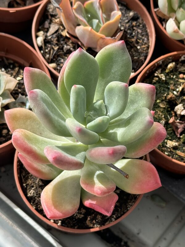 PACHYPHYTUM DR CORNELIUS