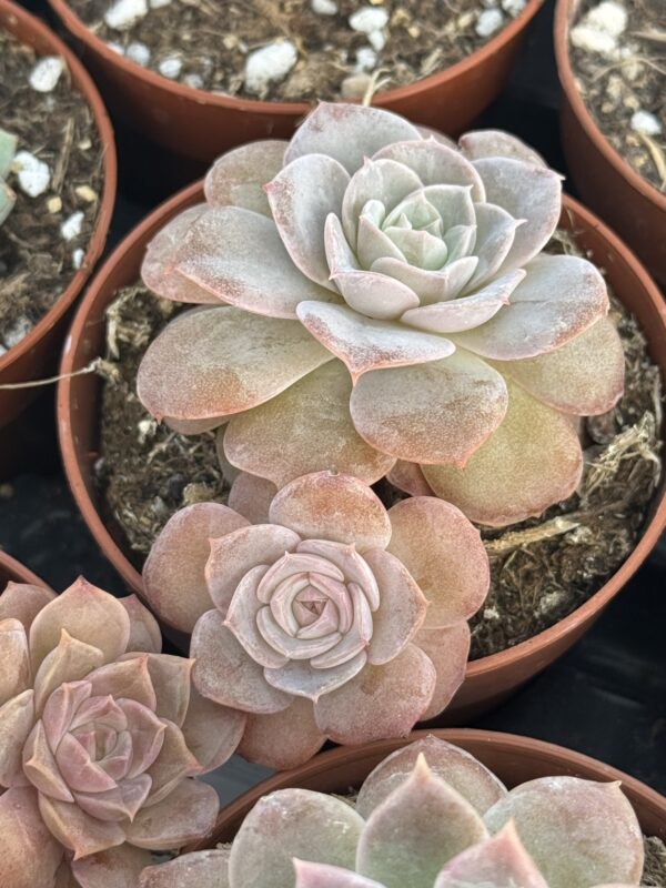 ECHEVERIA EURYCLAMIS HIBRIDO