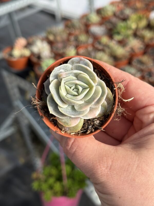 ECHEVERIA BLUE SURPRISE VARIEGADA