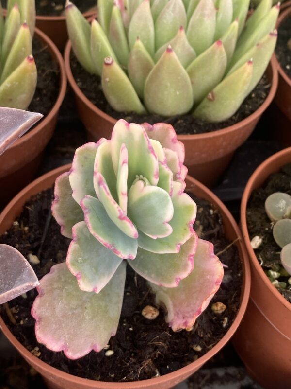 KALANCHOE FEDTSCHENKOI VARIEGADA