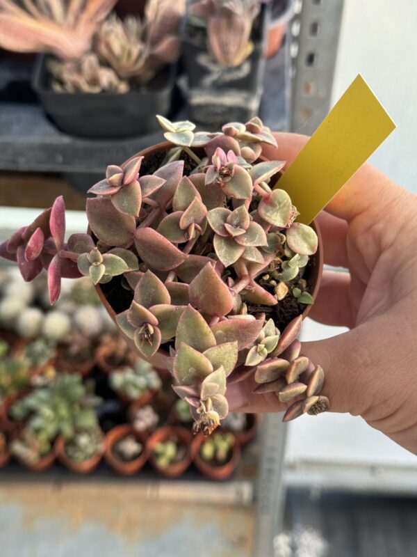 CRASSULA PELLUCIDA VARIEGADA