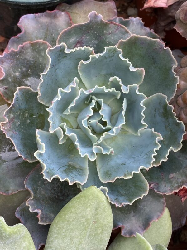 ECHEVERIA BLUE LAGOON