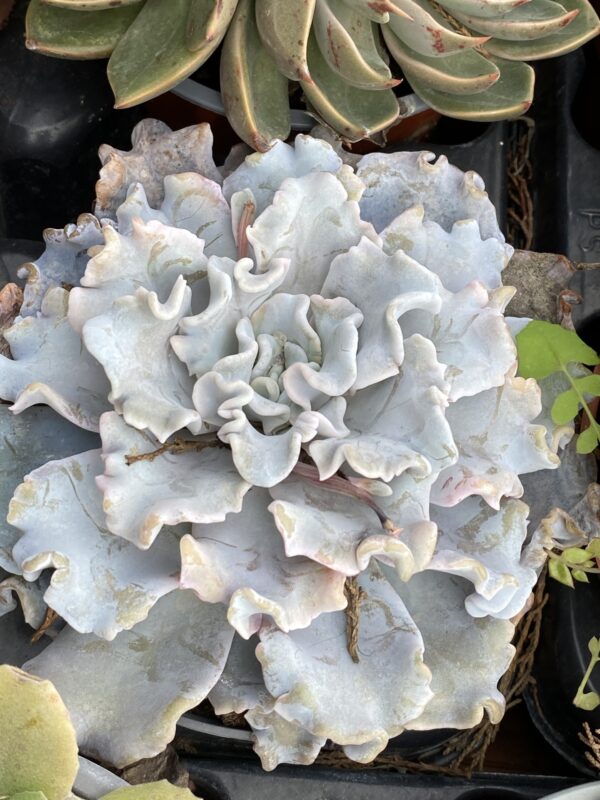 ECHEVERIA CRISPATE BEAUTY