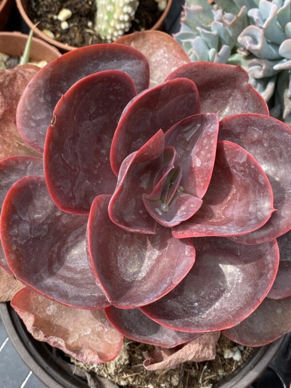 ECHEVERIA HORTENSIA