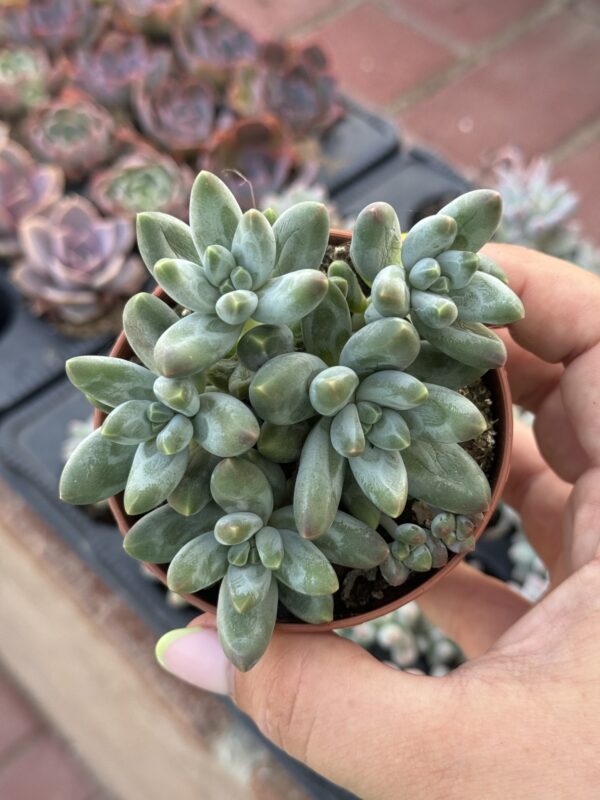 PACHYPHYTUM COMPACTUM X ECHEVERIA LAUI