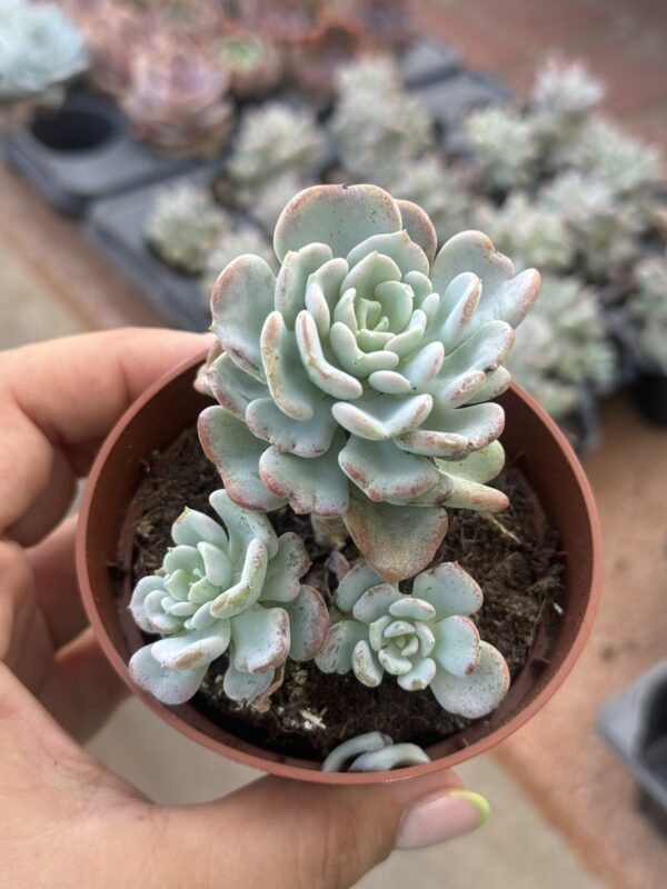 PACHYVERIA ORPET MONSTRUOSA