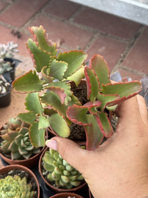 KALANCHOE RUBINEA