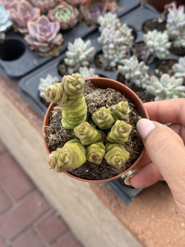 CRASSULA BABY NECKLACE