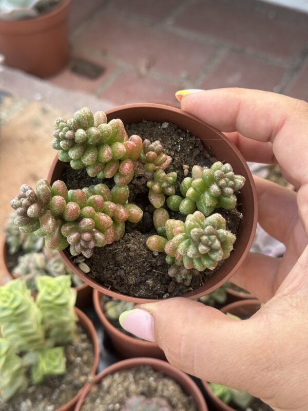 CRASSULA CORALLINA CRADOK