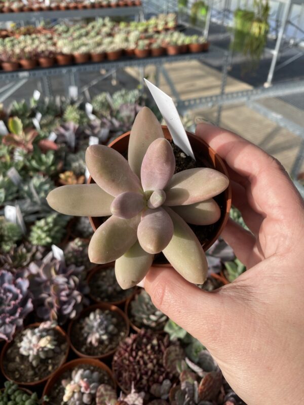 PACHYPHYTUM CAPTAIN JESSOP