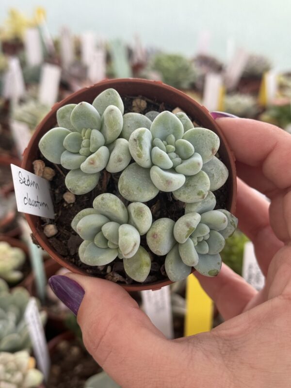 SEDUM CLAVATUM AURORA BLUE