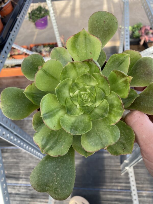 AEONIUM CALIFORNICATUM