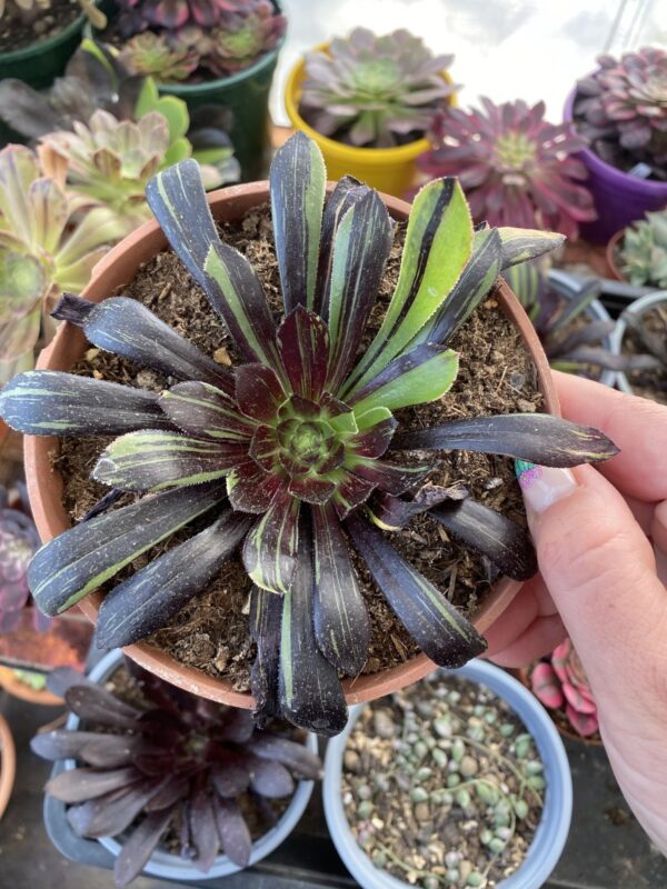 AEONIUM BIG BANG