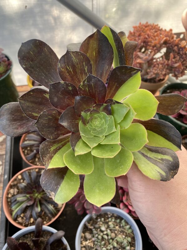 AEONIUM VOODOO X BIG BANG PLUS