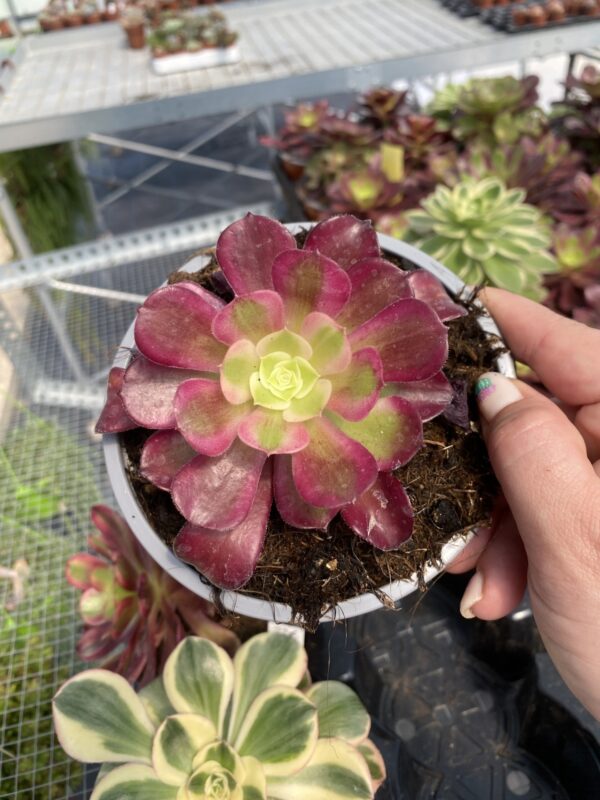 AEONIUM CHANNEL