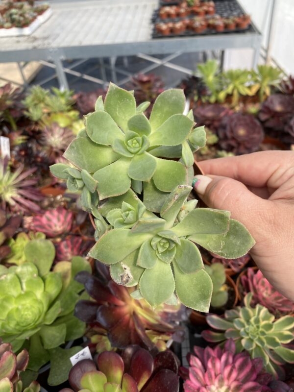 AEONIUM CASTELLO PAVAE