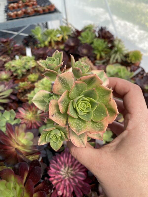 AEONIUM FLORENCE