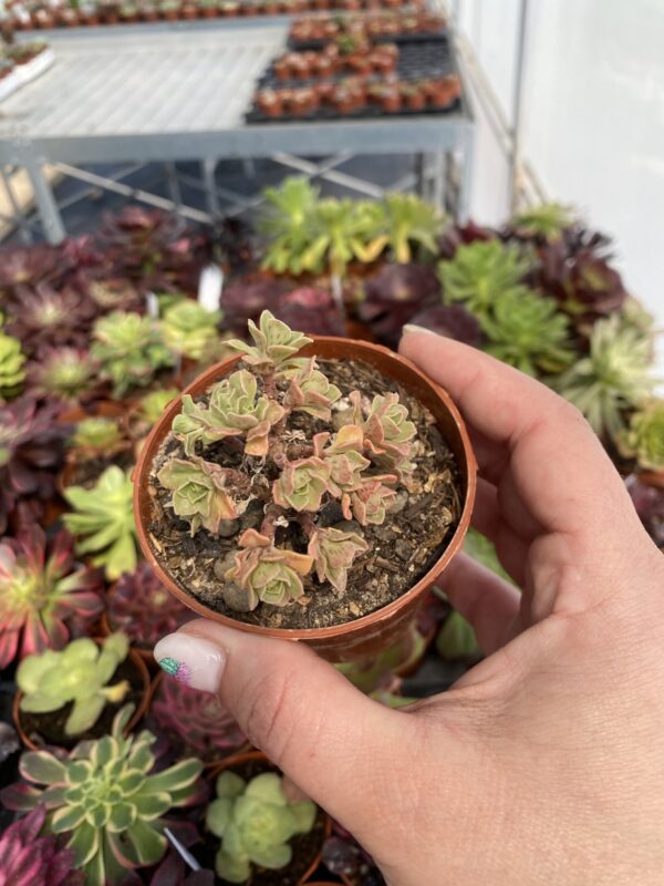 AEONIUM LINDLEYI