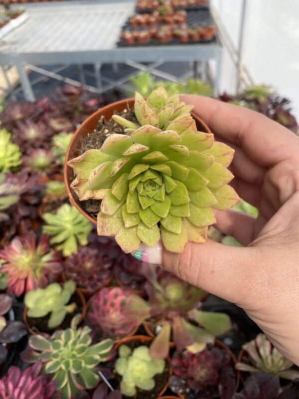 AEONIUM NOGALENSII