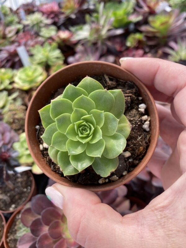 AEONIUM CAPTAIN MORGAN